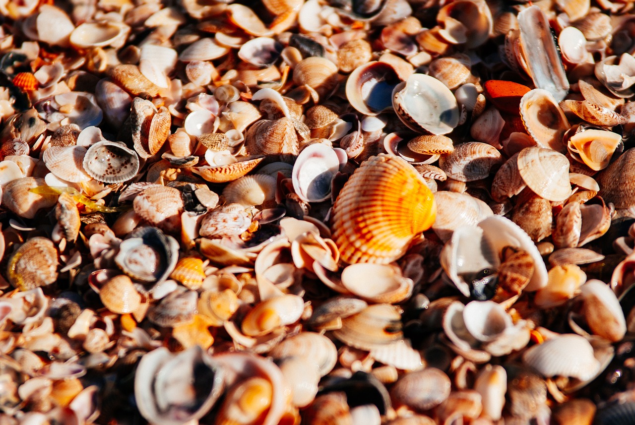 Handmade Seashell Decor